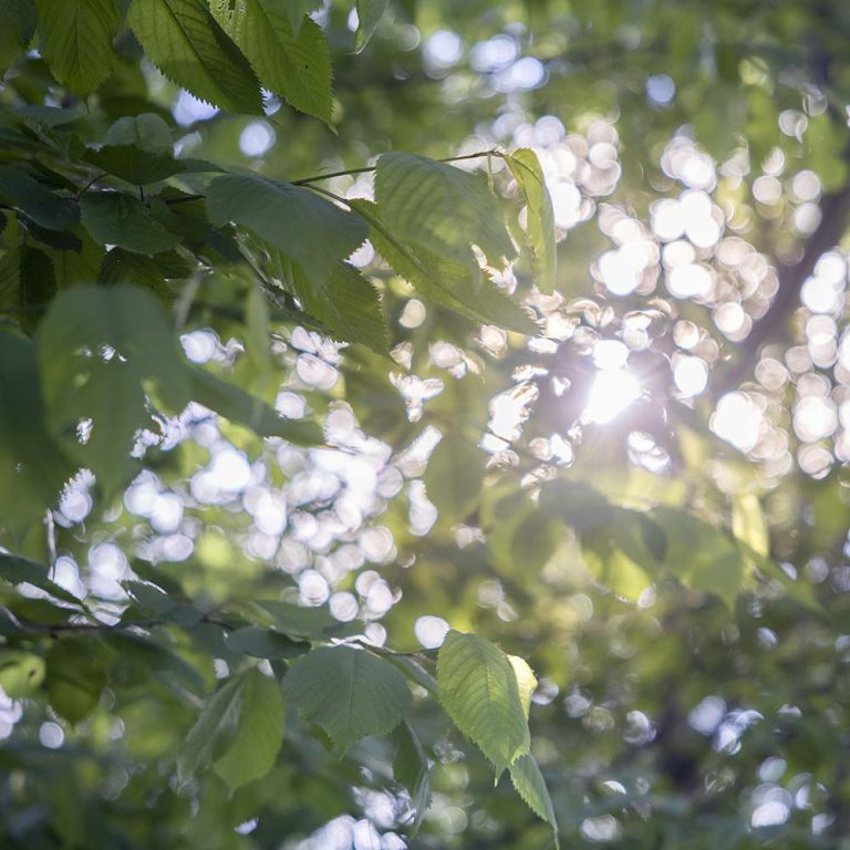 Solljus som lyser genom lövverk