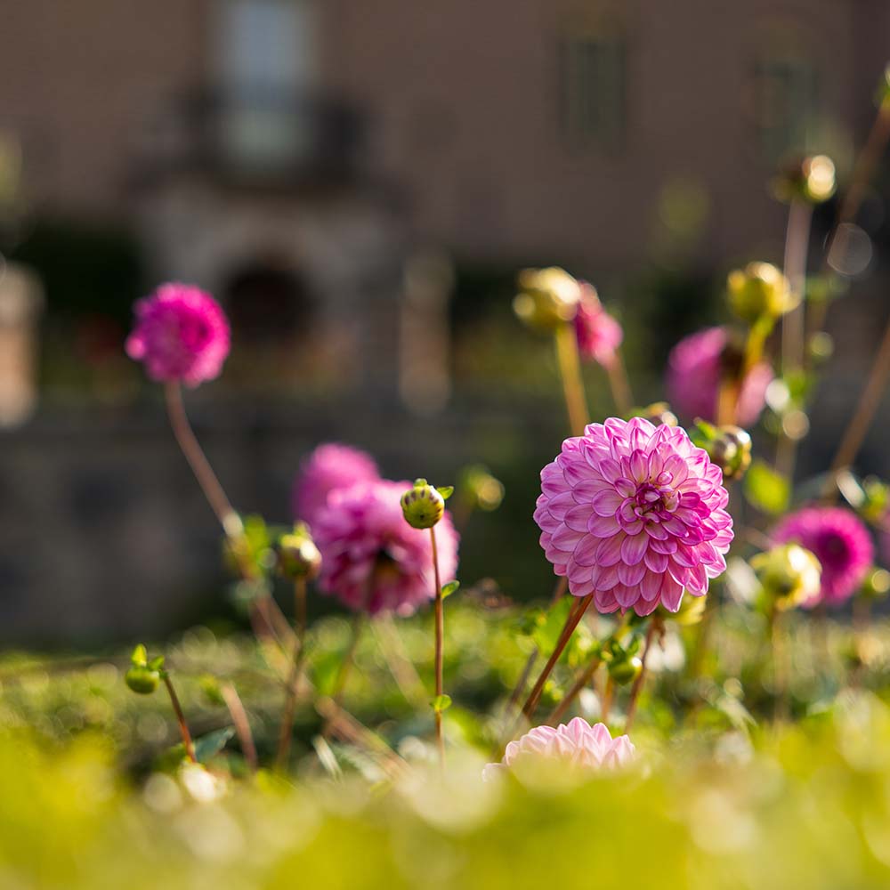 Rosa blommor på grön gräsmatta